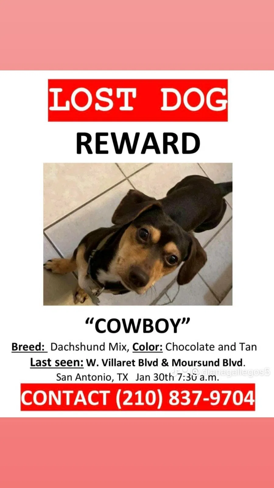 Lost dog in San Antonio, TX, 78221