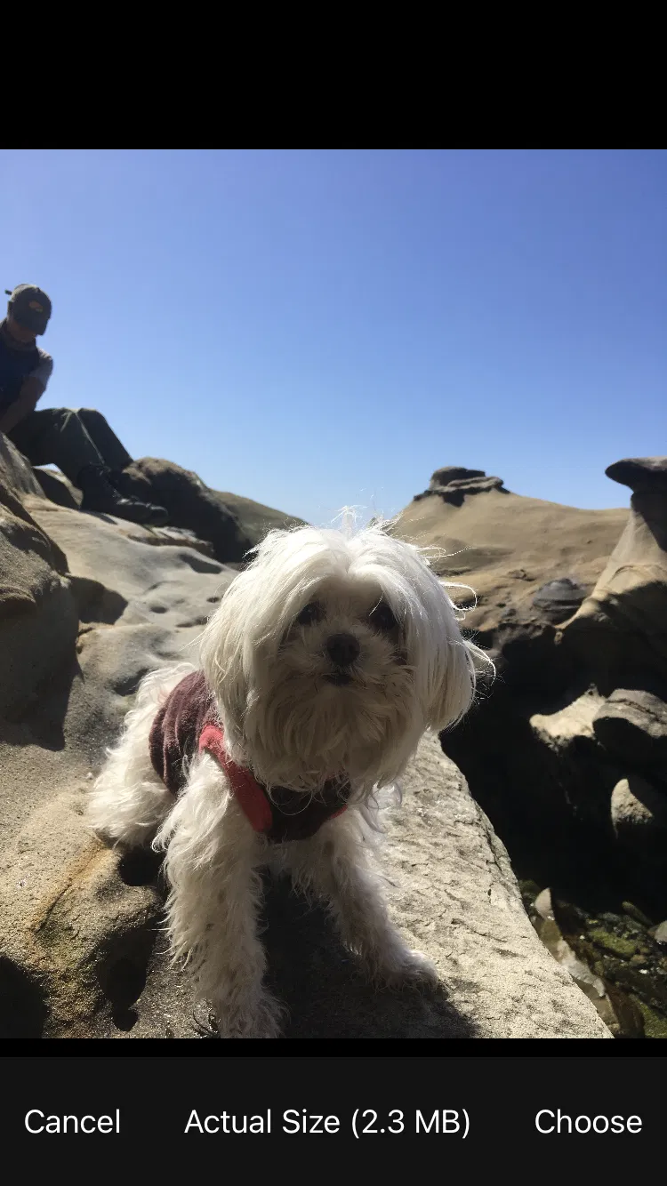 Lost dog in La Mesa, CA, 91942