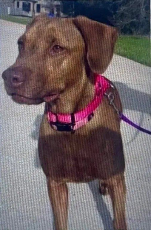 Lost dog in Round Rock, TX, 78681