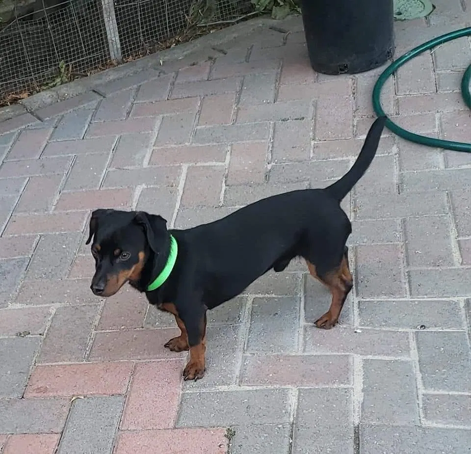 Lost dog in Boise, ID, 83704