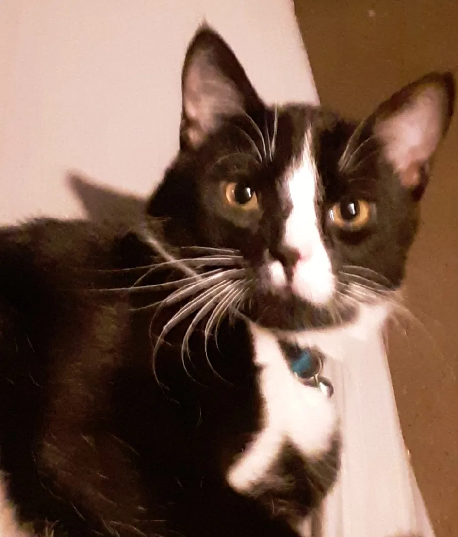 Lost cat in Durango, CO, 81301
