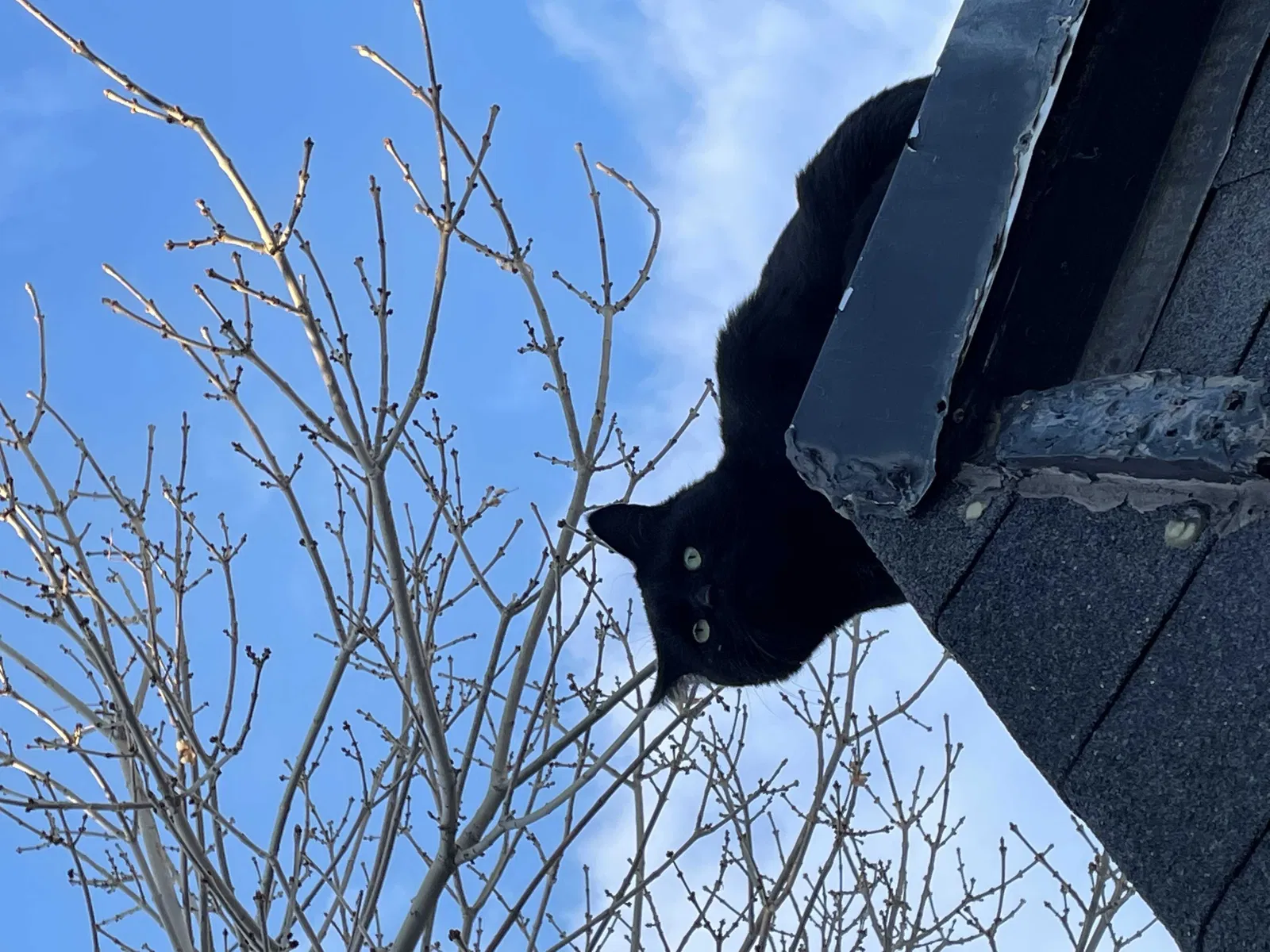 Lost cat in Denver, CO, 80234