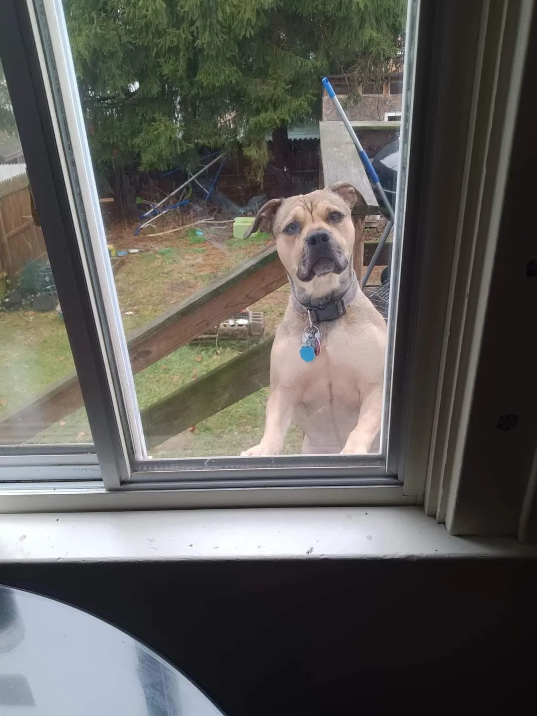 Lost dog in Mckeesport, PA, 15132