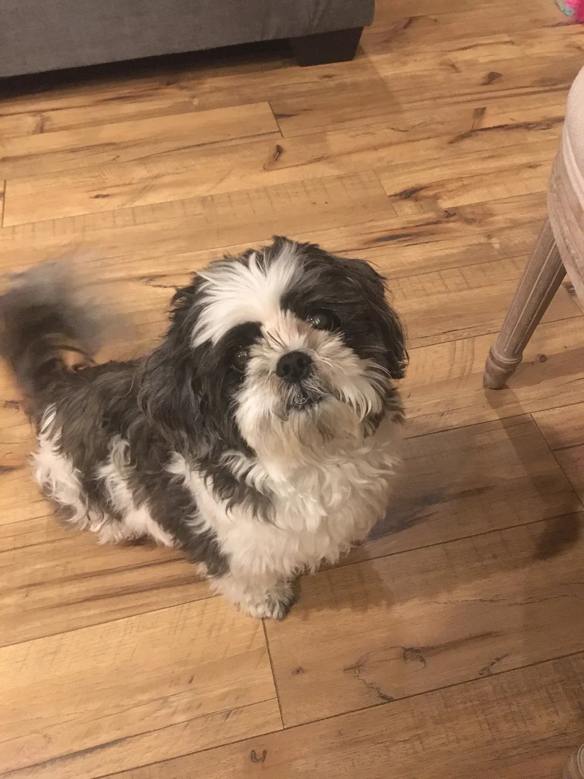Lost dog in Wright City, MO, 63390