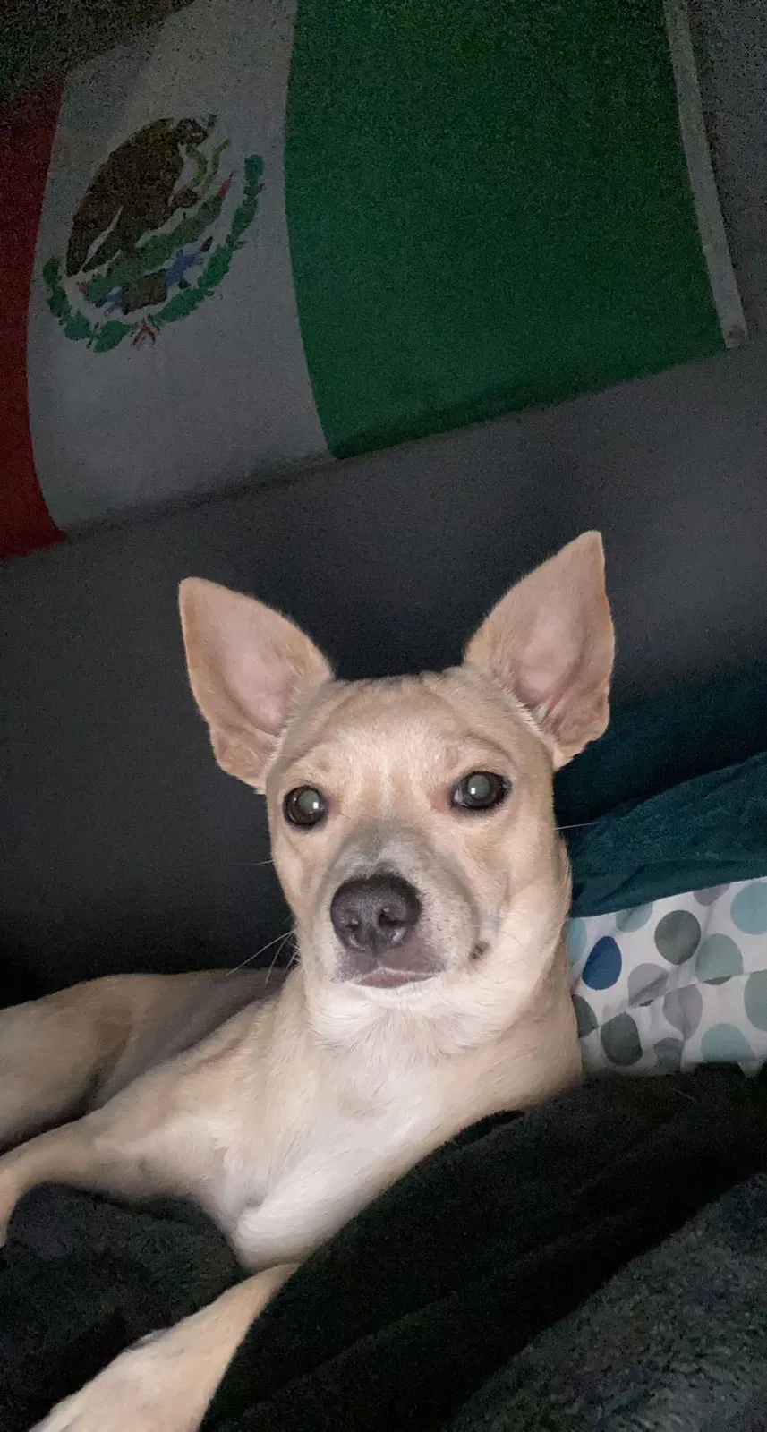 Lost dog in Mesquite, TX, 75150