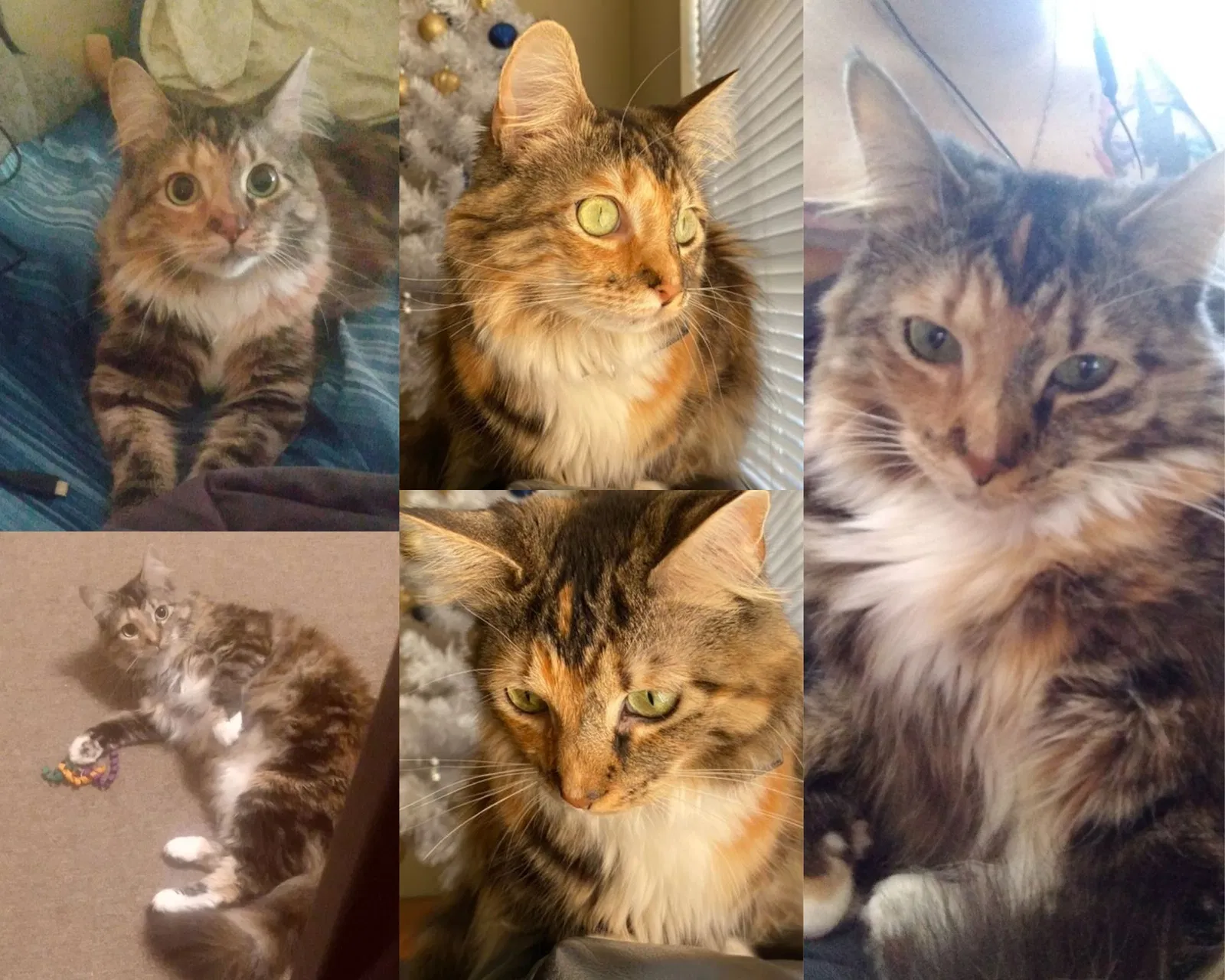 Lost cat in Pembroke, NC, 28372