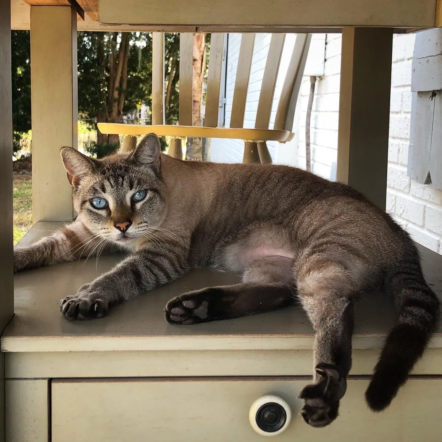 Lost cat in Montverde, FL, 34756