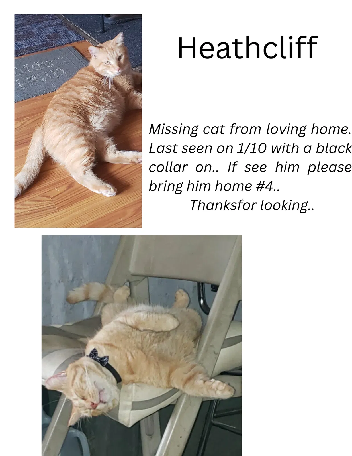 Lost cat in Indianapolis, IN, 46224