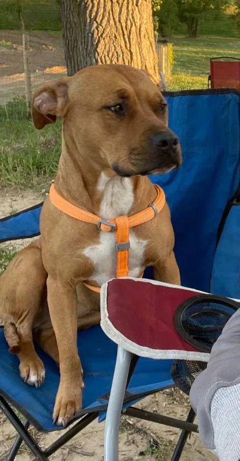 Lost dog in Toledo, OH, 43609