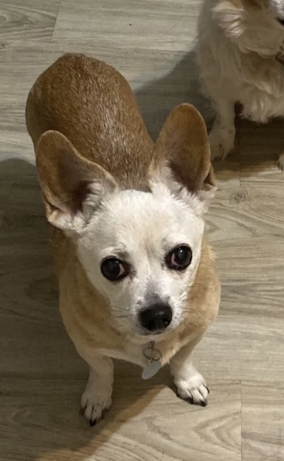 Lost dog in Chevy Chase, MD, 20815