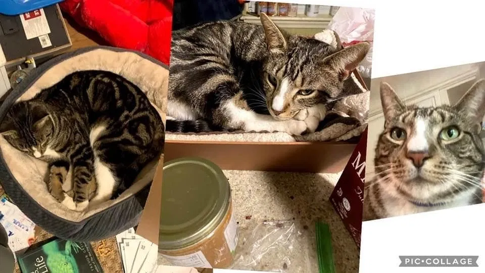 Lost cat in York, PA, 17402