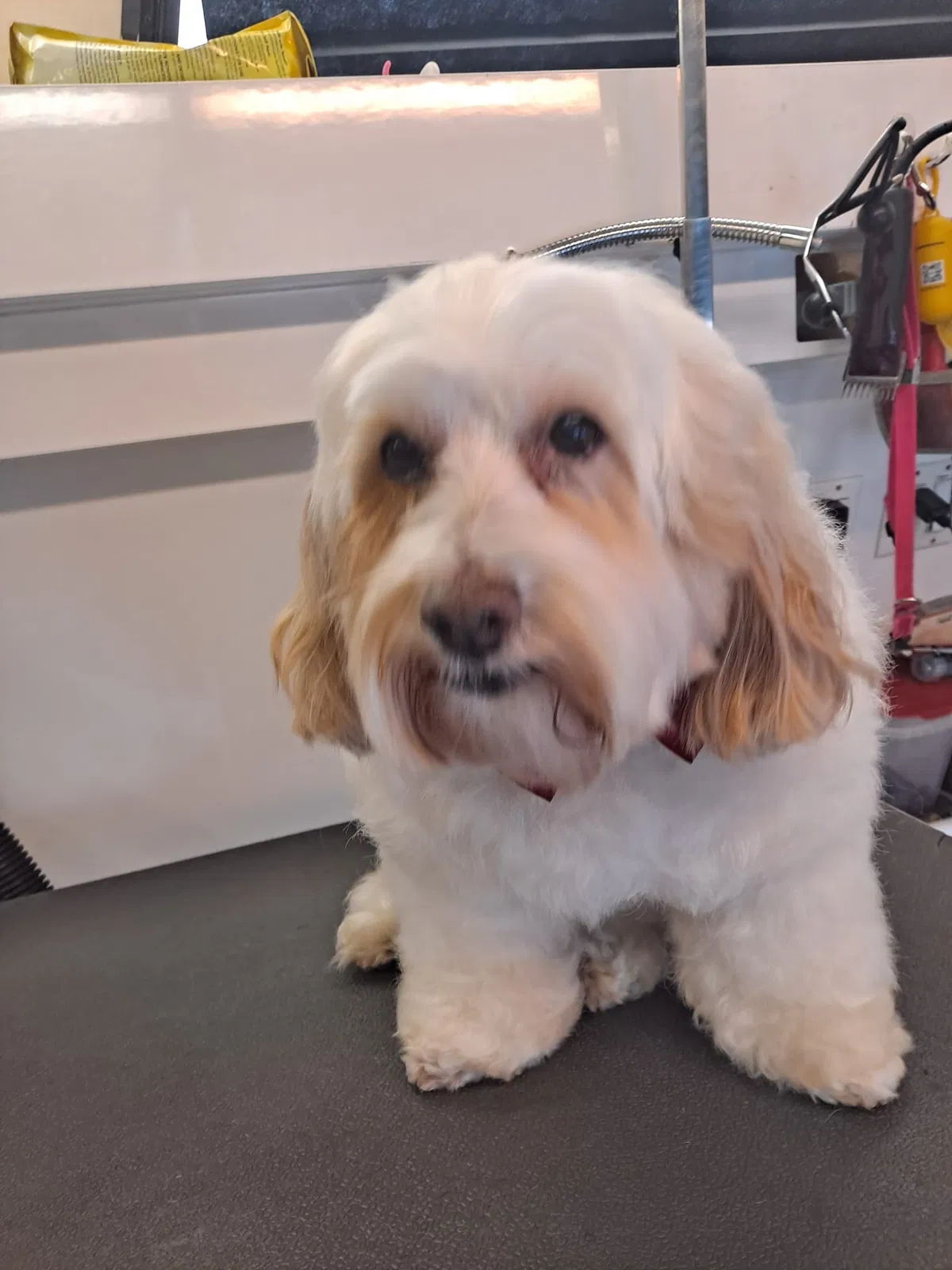 Lost dog in Costa Mesa, CA, 92627
