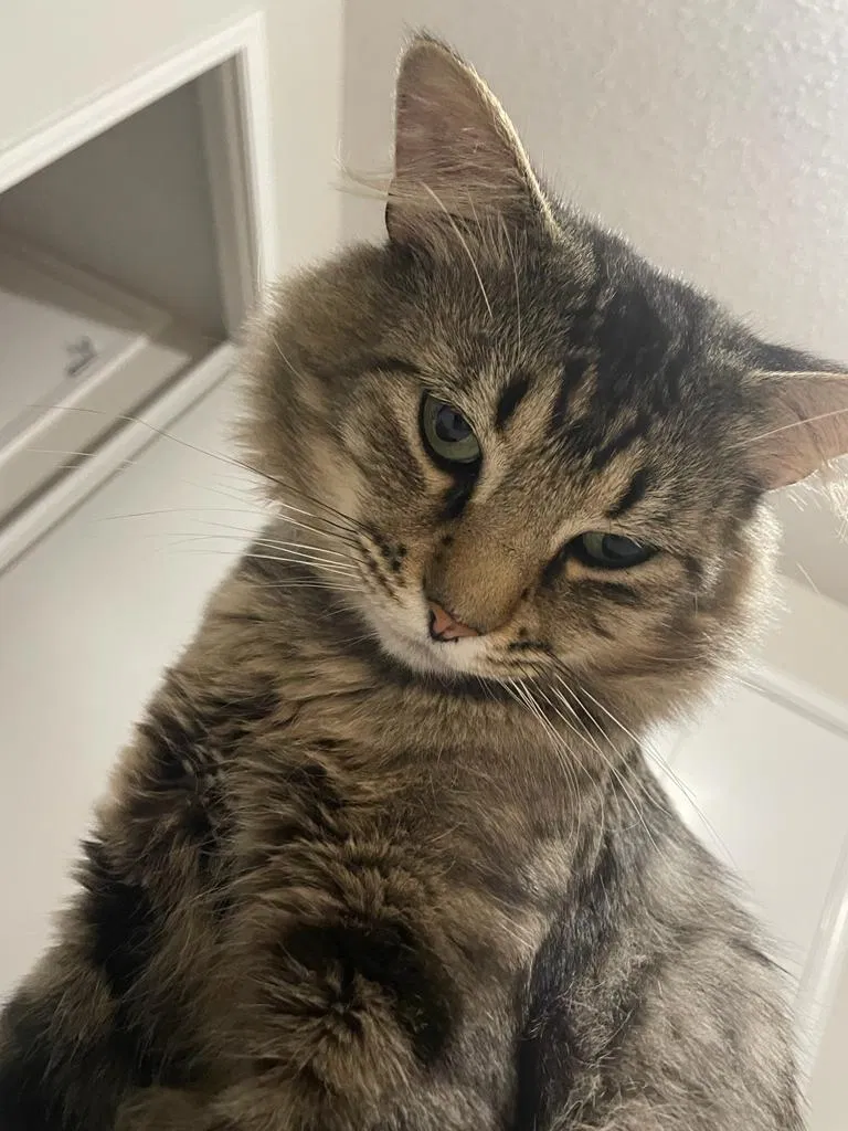 Lost cat in Memphis, TN, 38117