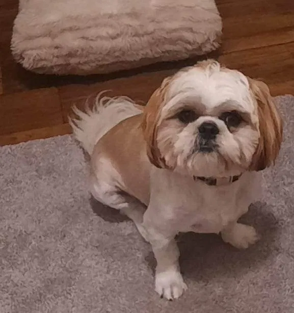 Lost dog in Oklahoma City, OK, 73129