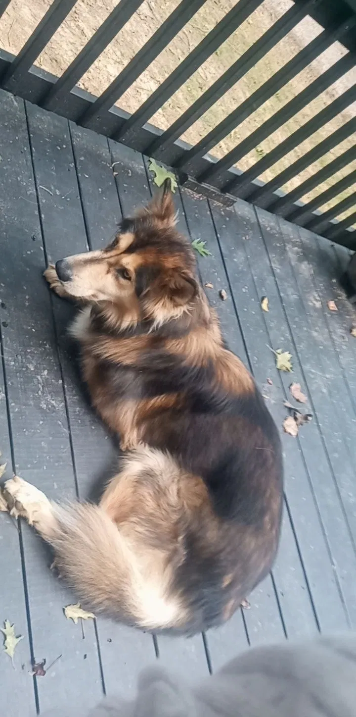 Lost dog in Charlotte, TN, 37036