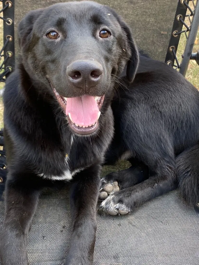 Lost dog in Mcloud, OK, 74851
