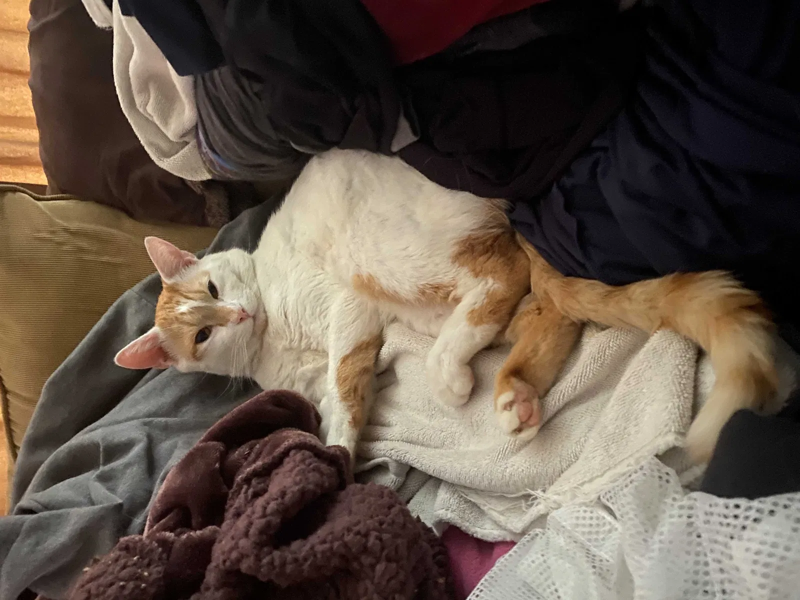 Lost cat in Salisbury, NC, 28144
