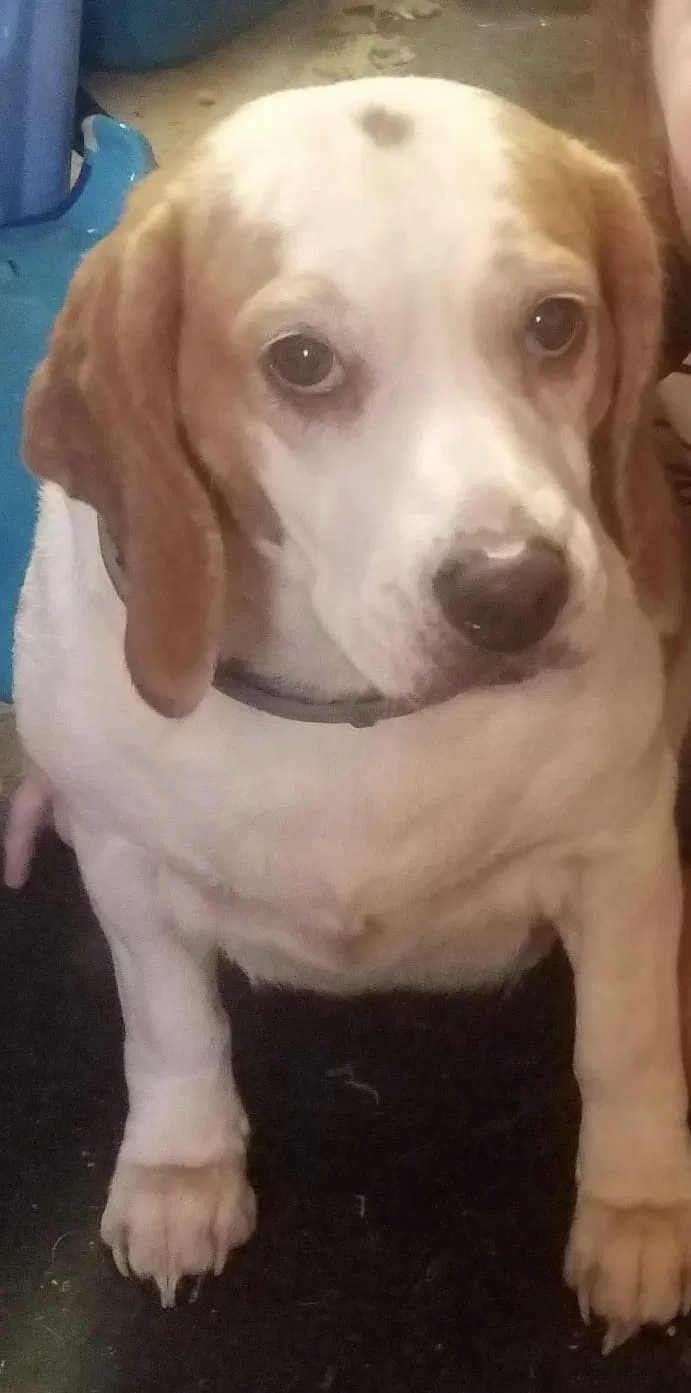 Lost dog in Pearl, MS, 39208
