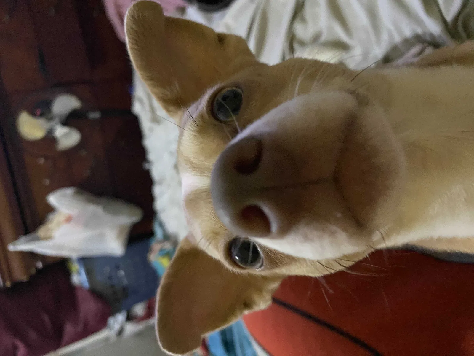 Lost dog in Miami, FL, 33125
