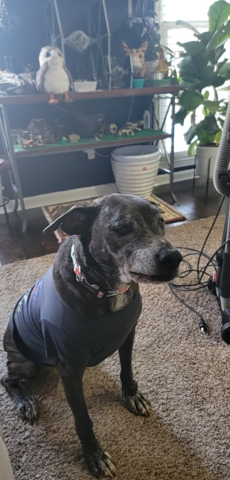 Lost dog in Lilburn, GA, 30047