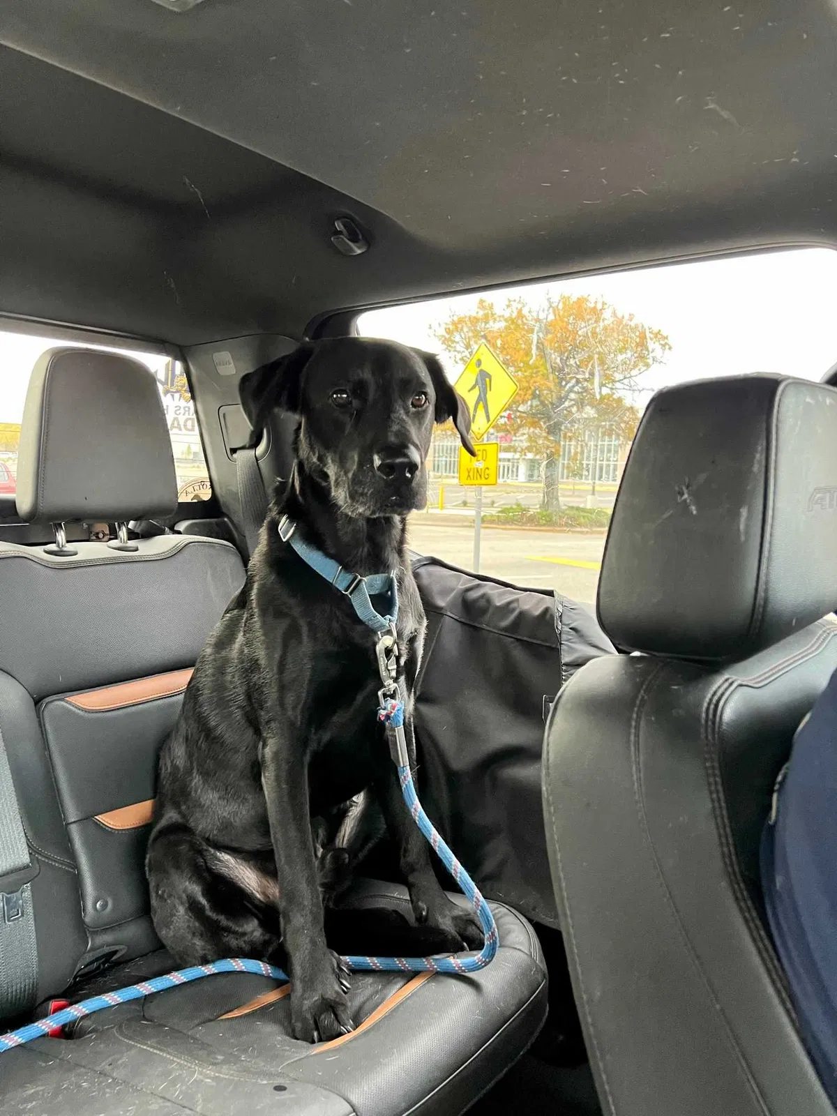 Lost dog in Fayetteville, NC, 28311