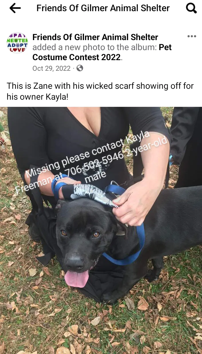 Lost dog in Ellijay, GA, 30540