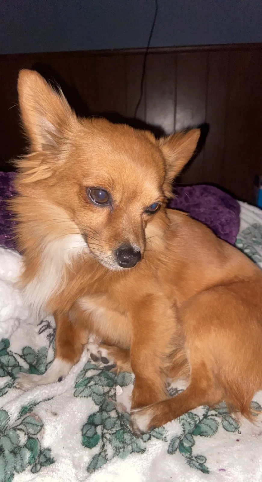 Lost dog in Las Vegas, NV, 89115