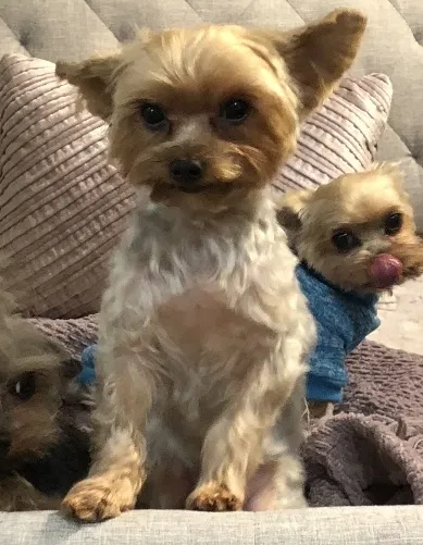 Lost dog in Bradenton, FL, 34212