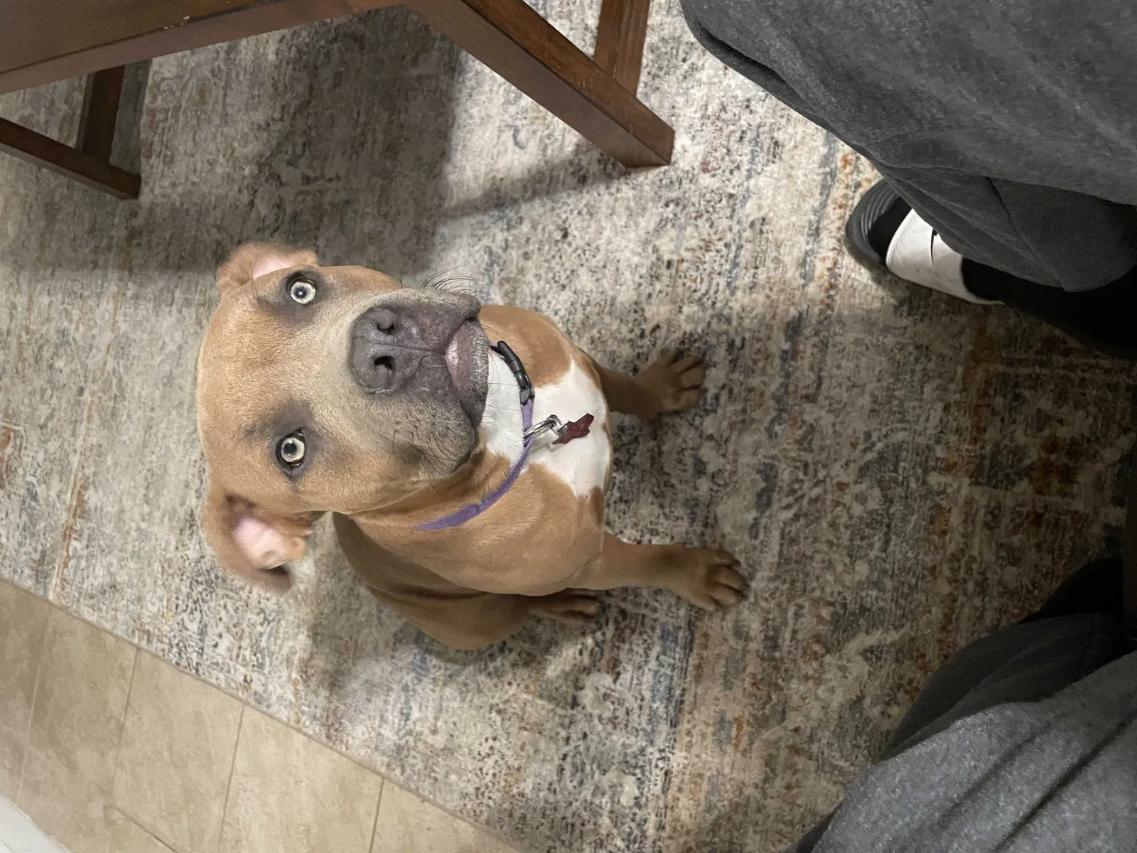 Lost dog in Pearland, TX, 77584
