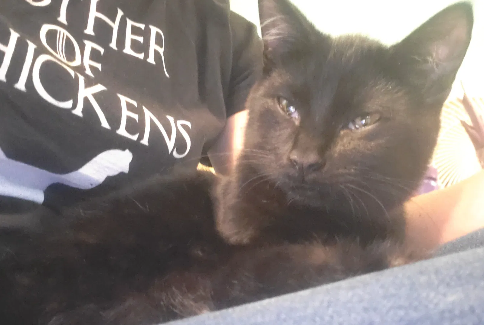 Lost cat in Chattanooga, TN, 37415
