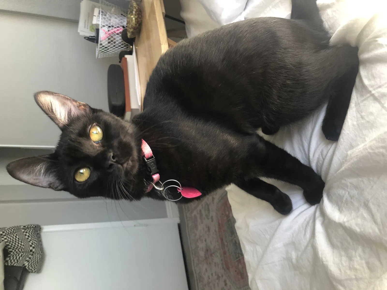 Lost cat in San Bernardino, CA, 92407