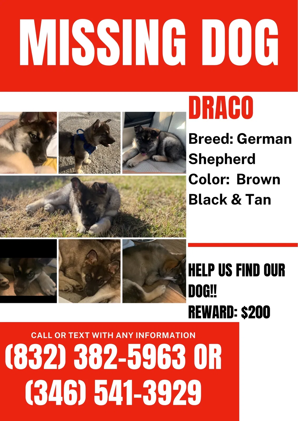 Lost dog in Houston, TX, 77044