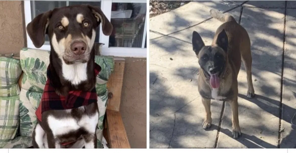 Lost dog in San Diego, CA, 92113