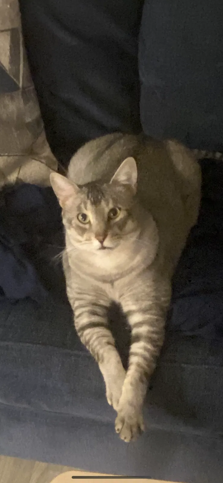 Lost cat in Denton, TX, 76201