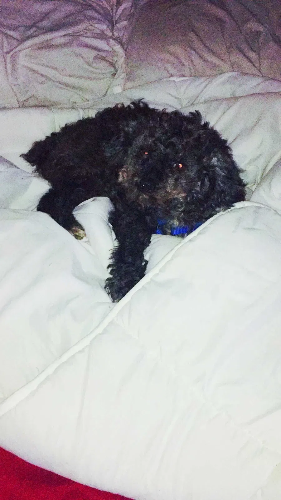 Lost dog in Indianapolis, IN, 46221