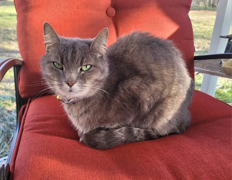 Found cat in Kings Mountain, NC, 28086