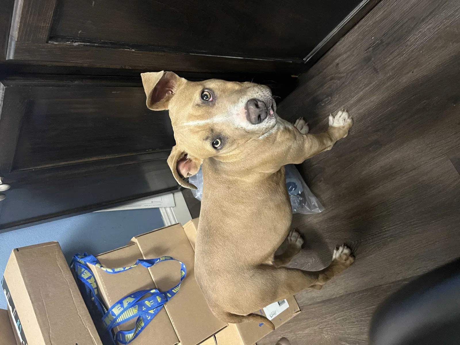Found dog in Anaheim, CA, 92805