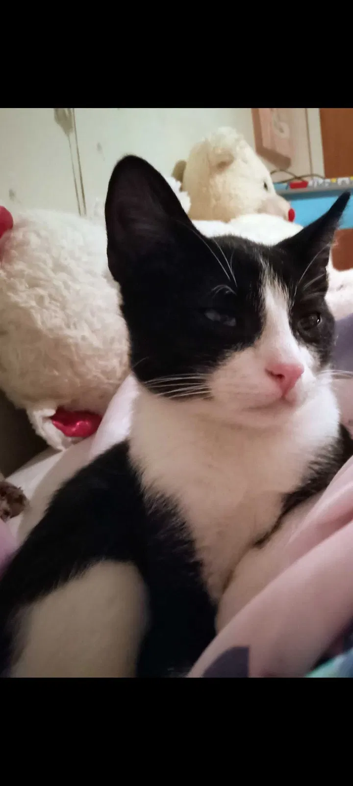 Lost cat in Lafayette, LA, 70503