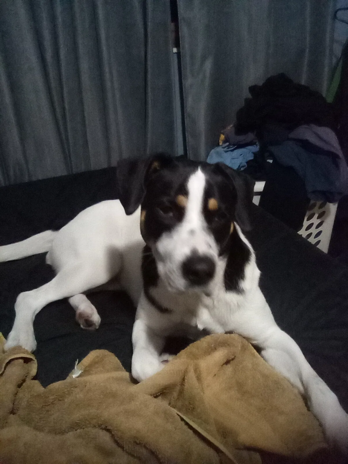 Found dog in Clearwater, FL, 33763