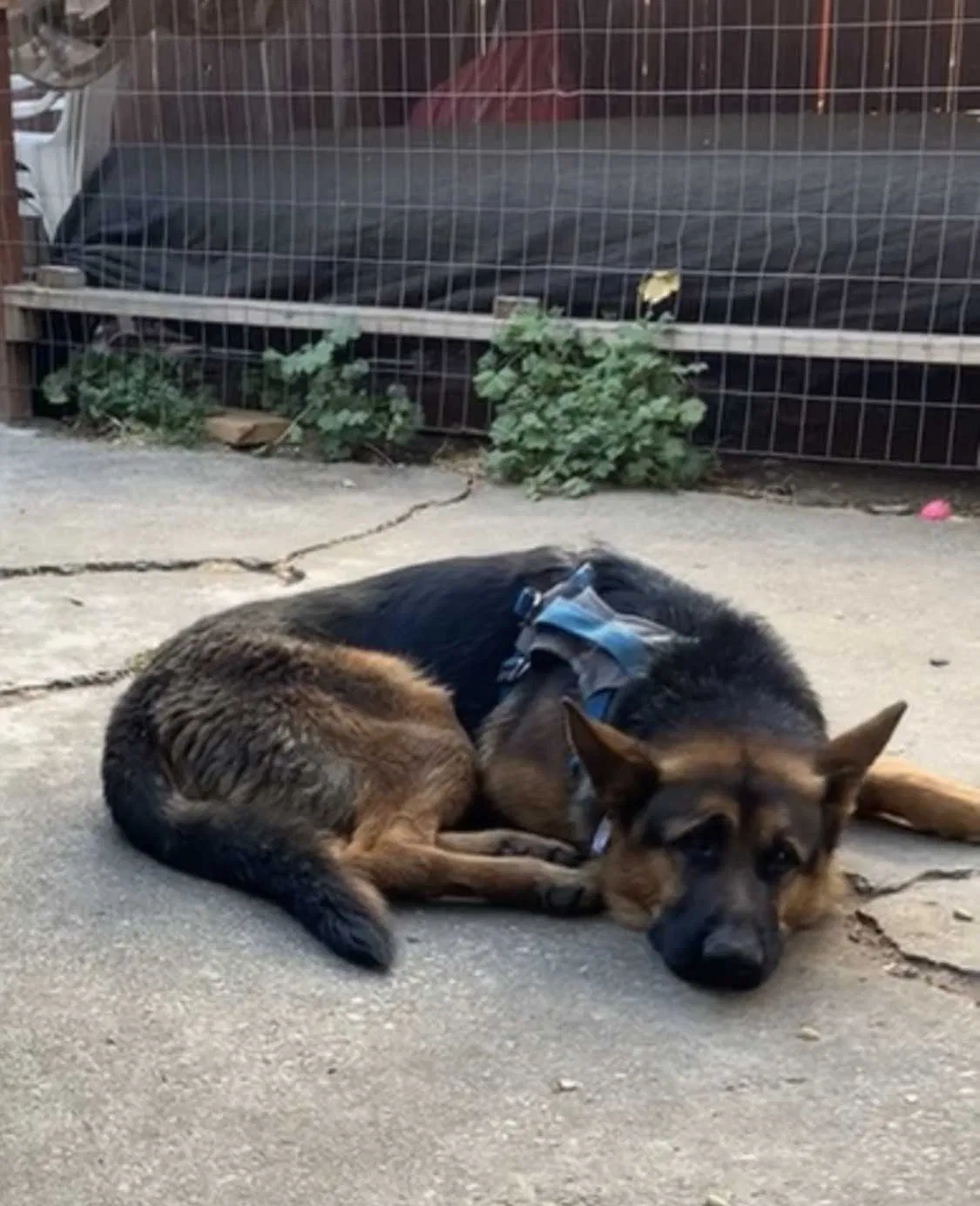 Lost dog in Fairfield, CA, 94533