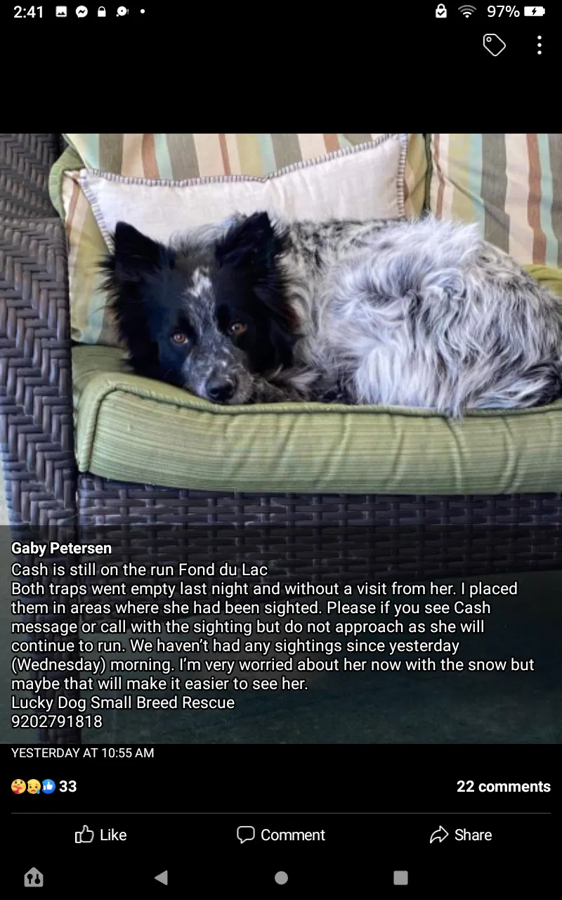 Lost dog in Fond Du Lac, WI, 54935