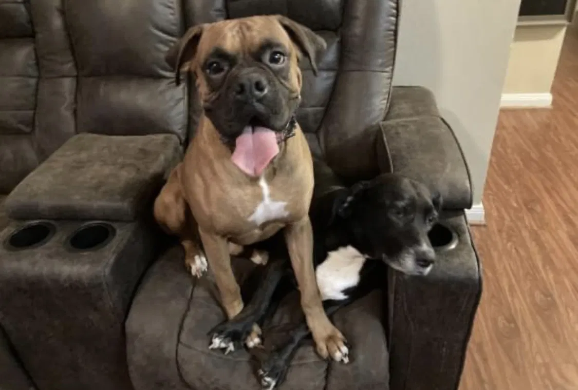 Lost dog in Deer Park, TX, 77536