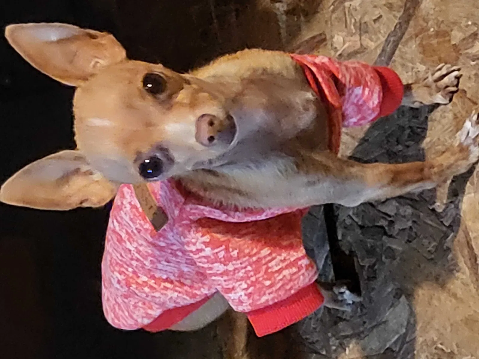 Lost dog in Broussard, LA, 70518