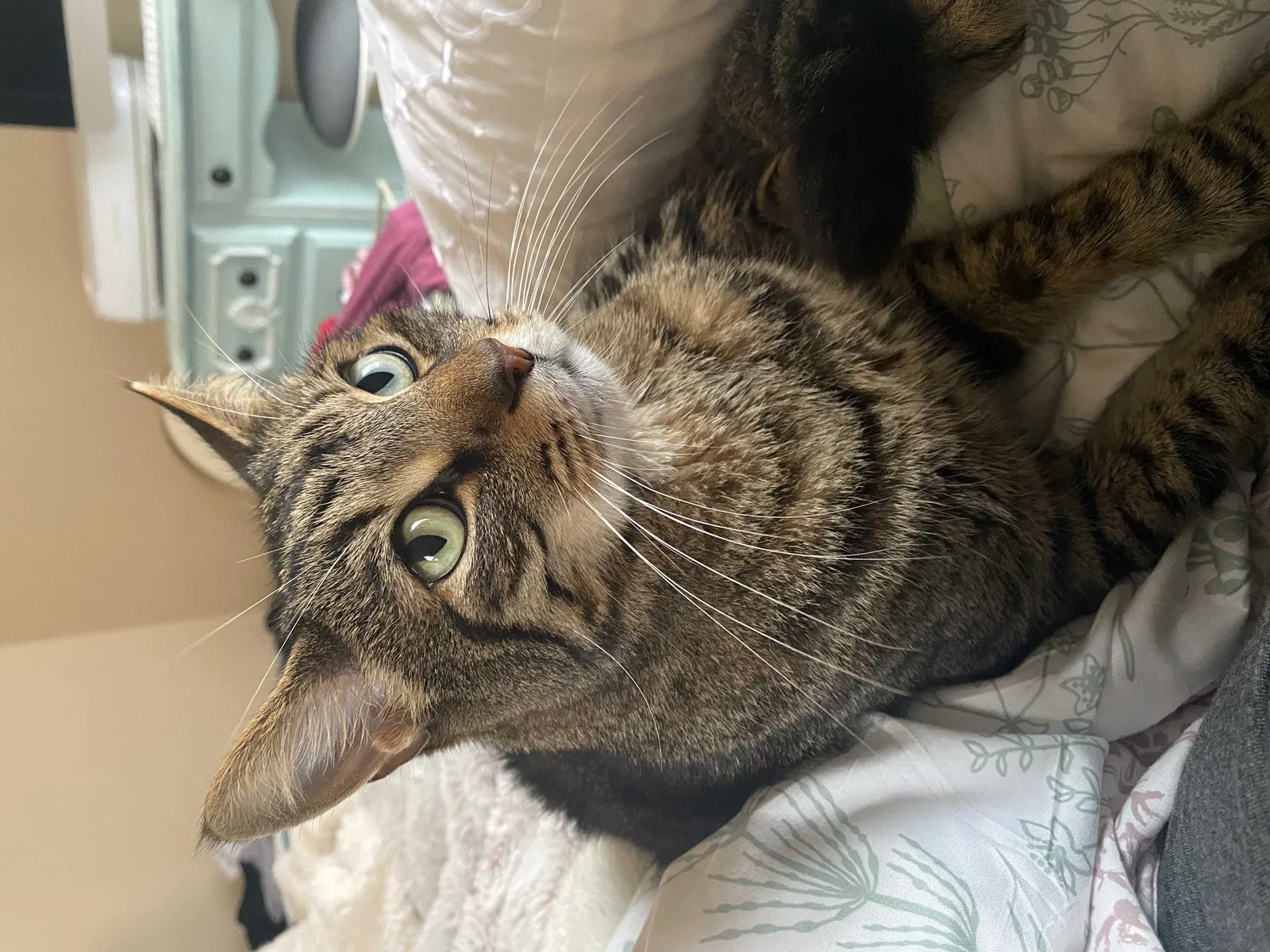 Lost cat in Valrico, FL, 33594
