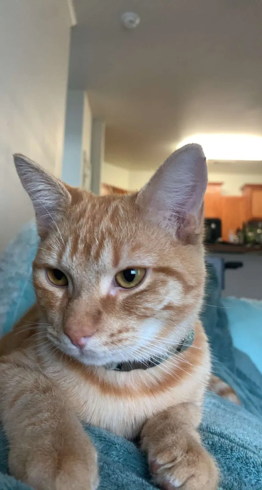 Lost cat in Lafayette, LA, 70503