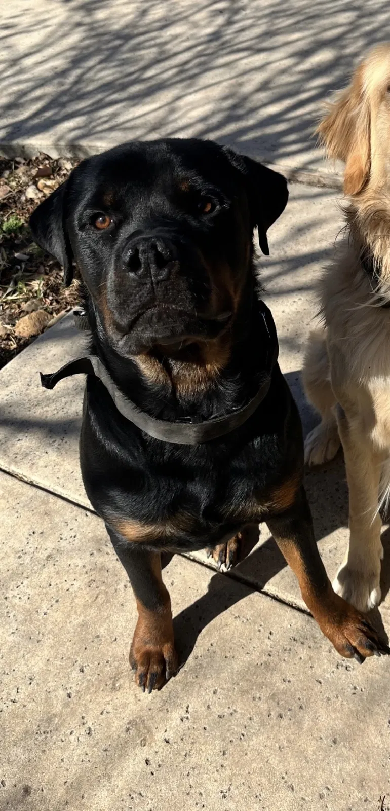 Lost dog in San Antonio, TX, 78240