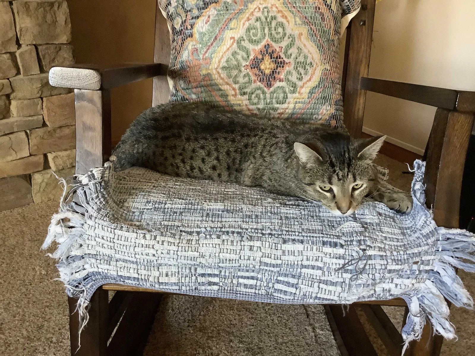 Found cat in Wausau, WI, 54403