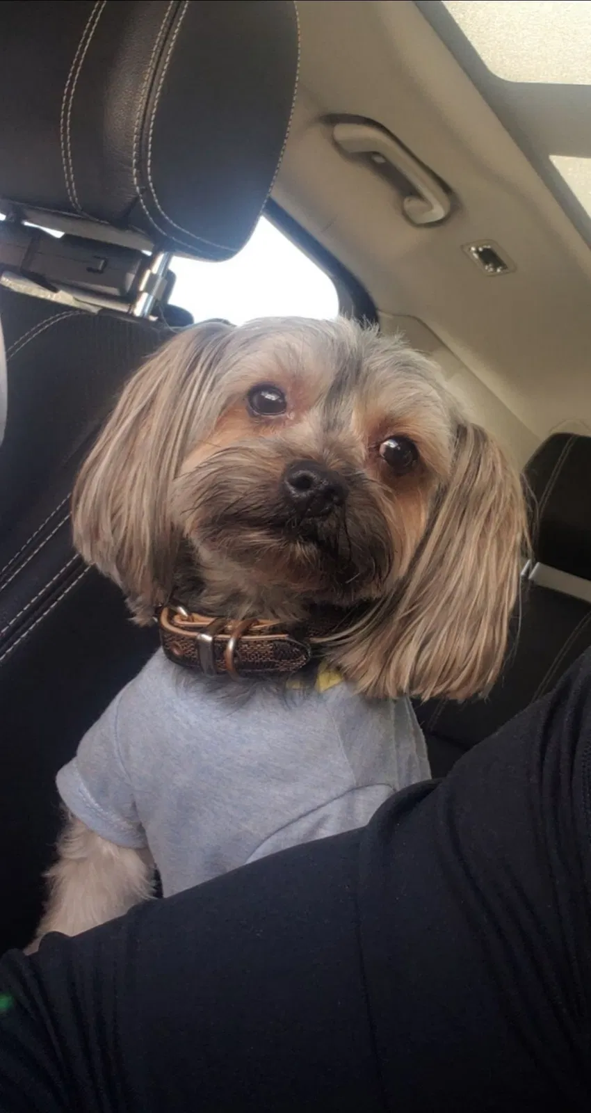 Lost dog in Channelview, TX, 77530