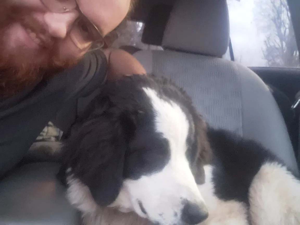 Lost dog in Corinth, MS, 38834