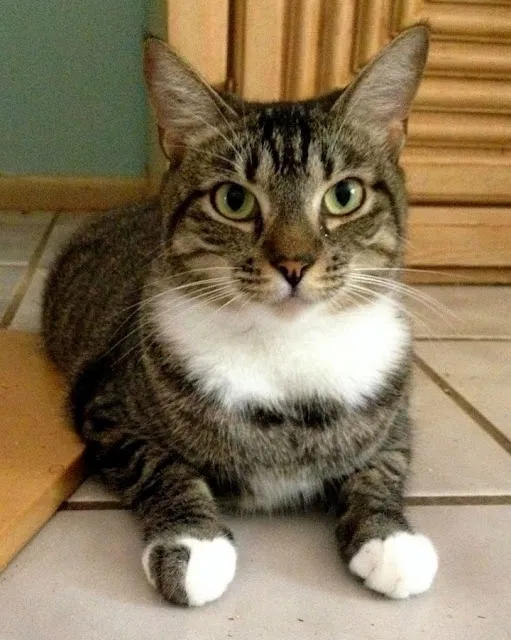 Lost cat in Zephyrhills, FL, 33542